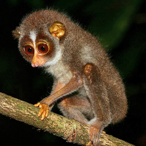 Red Slender Loris